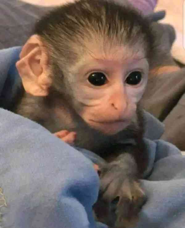   4měsíční štěňata k odběru