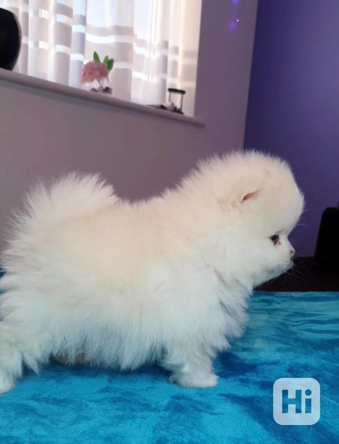 Německý špic. Mini pomeranian bez PP.  - foto 1