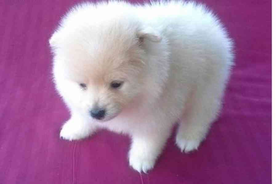 pomeranian štěňata k adopci - foto 1