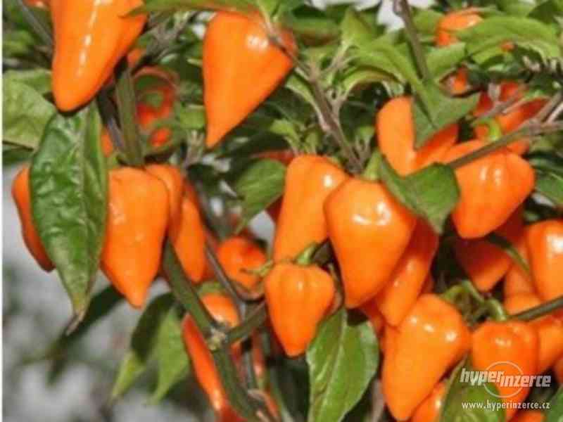 Chilli paprička Orange Lantern  - semena - foto 1