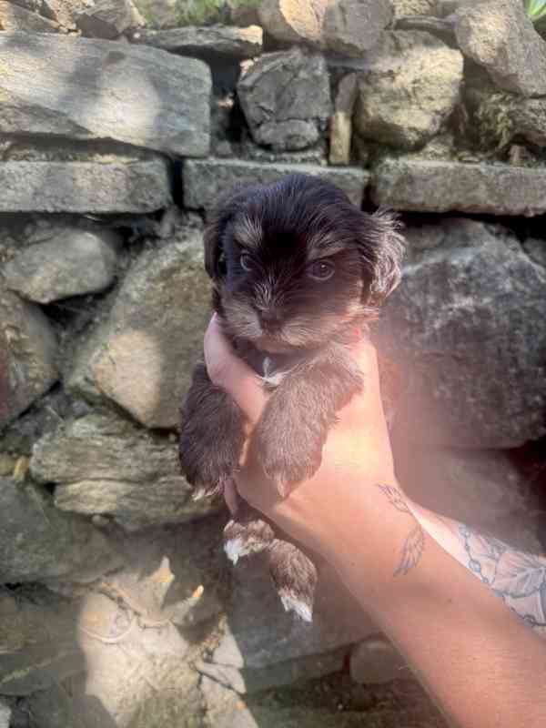 Jorkšírský teriér  - foto 2