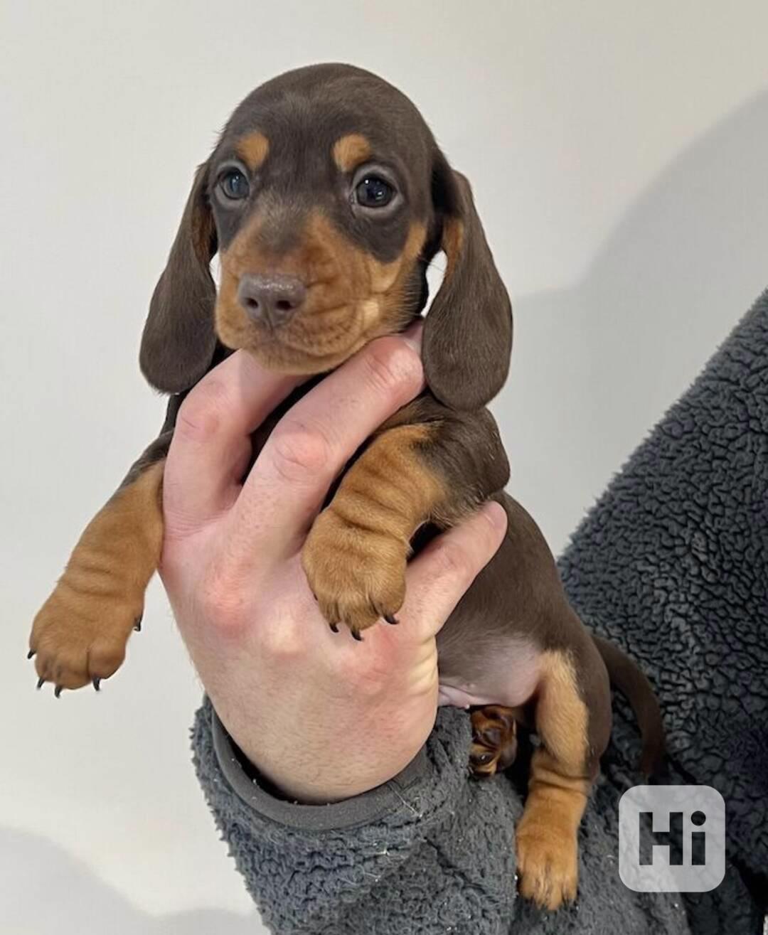 Miniaturní jezevčík hladkosrstý - foto 1