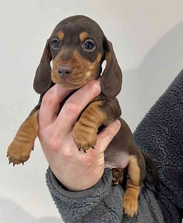 Miniaturní jezevčík hladkosrstý - foto 1