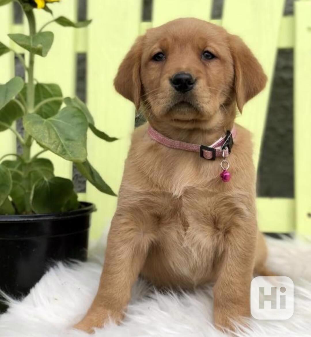 ŠTĚŇATA LABRADORA - foto 1