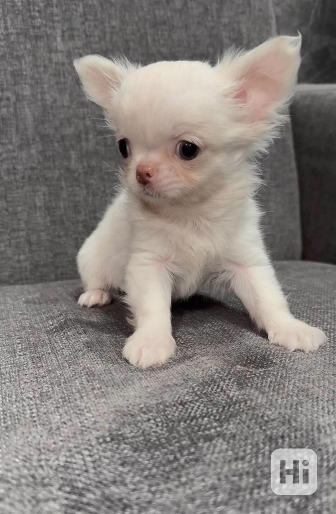 Roztomilé štěně čivavy hledá milující domov! 🐾 - foto 1