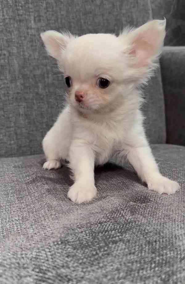 Roztomilé štěně čivavy hledá milující domov! 🐾 - foto 4