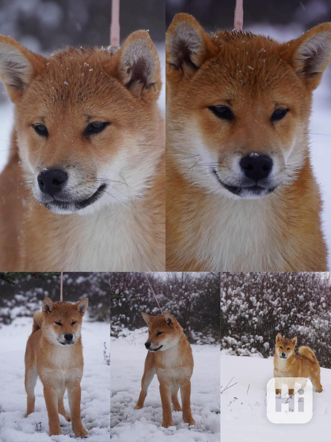 Shiba - foto 1