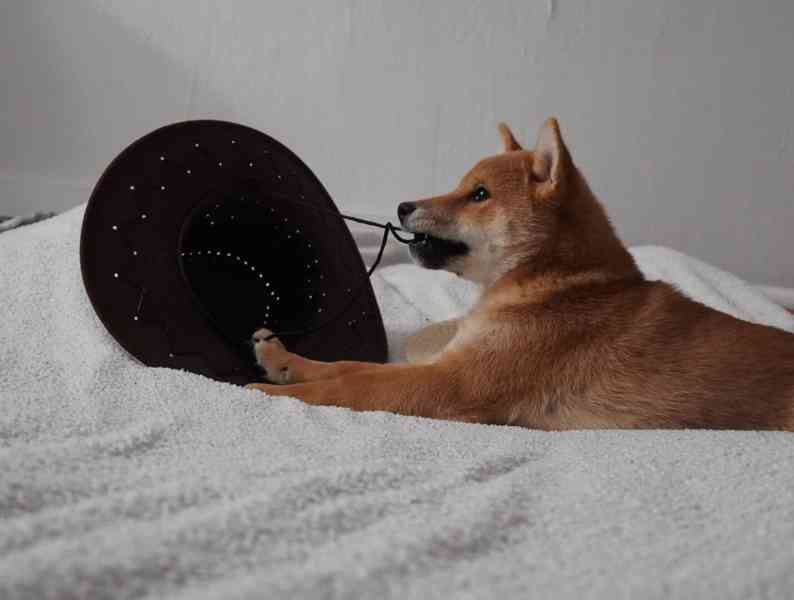 Shiba - foto 3