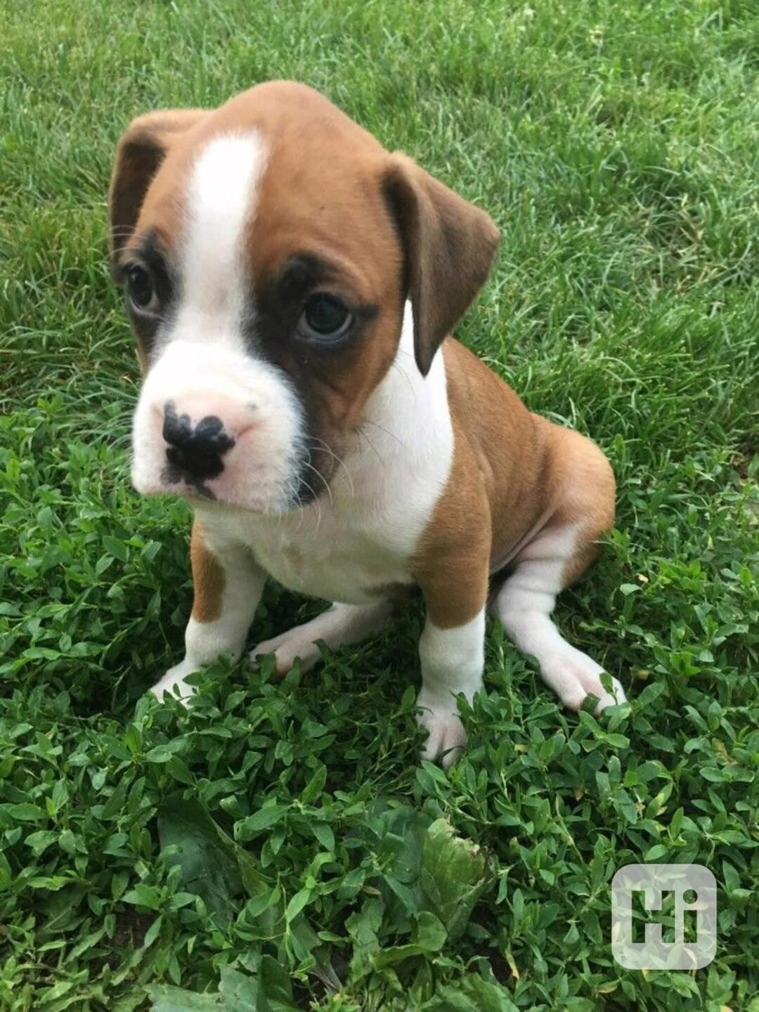 Štěňata boxera k adopci zdarma nyní s pp   - foto 1