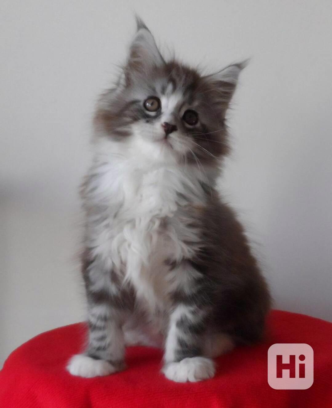 Koťata Maine Coon - foto 1