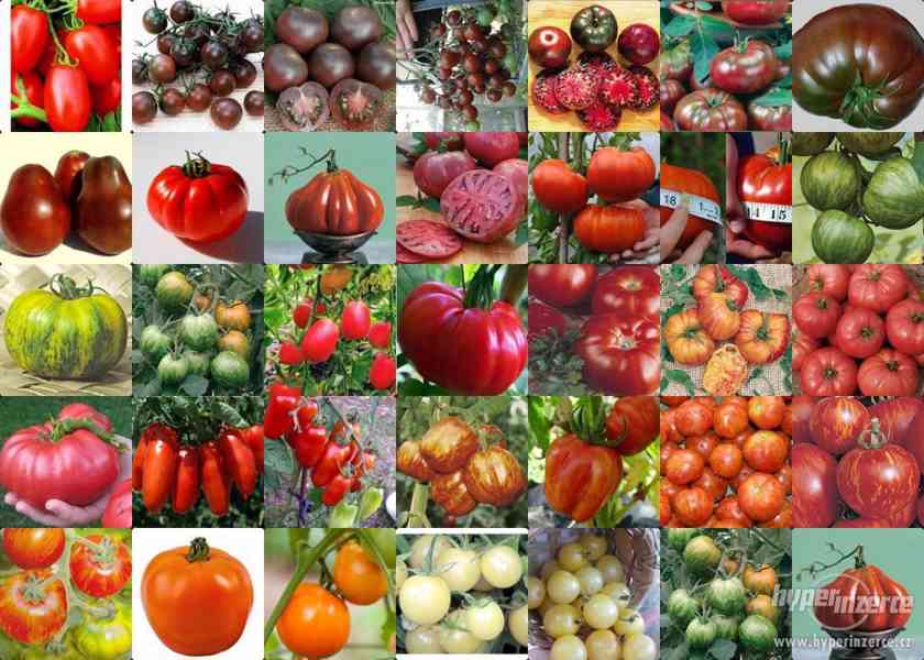 50  zajímavých odrůd rajčat - foto 1