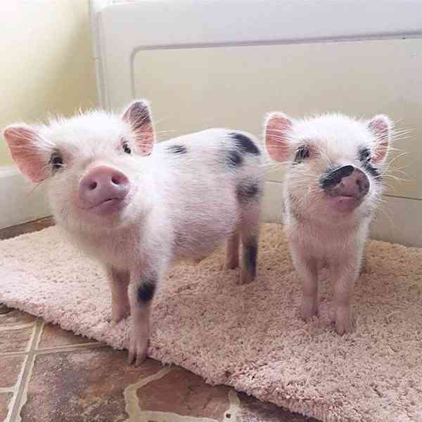 Zdravá prasata k prodeji 