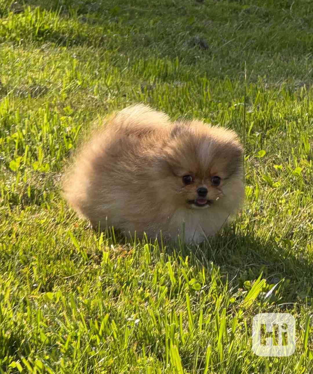 Pomeranian mini kluk - foto 1
