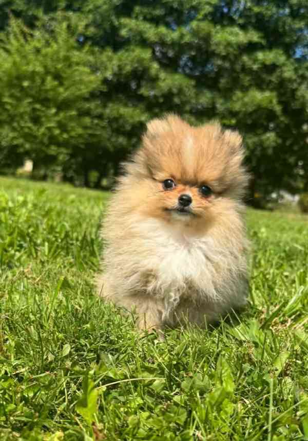 Pomeranian mini kluk - foto 3