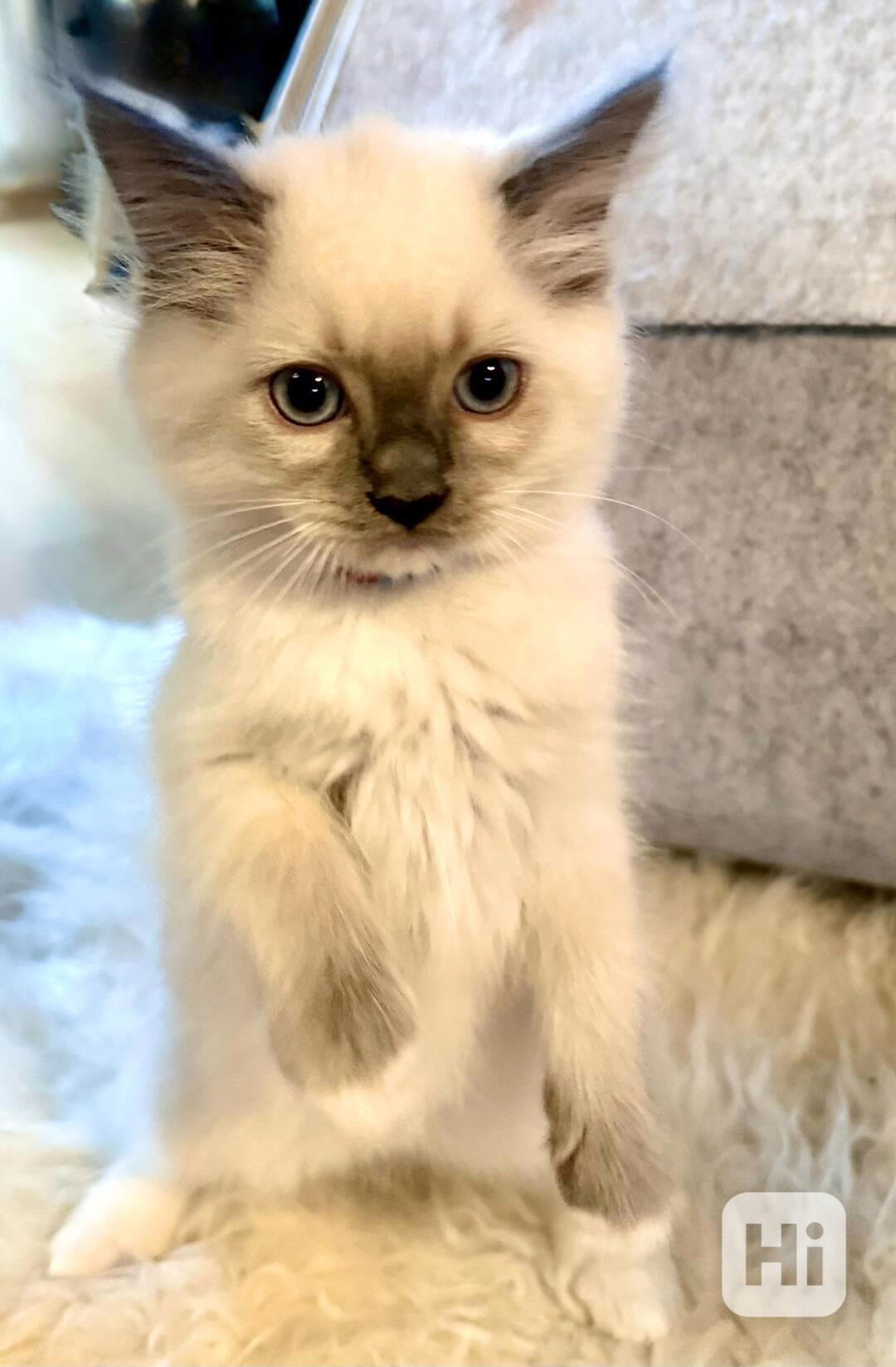 Ragdoll bez pp - foto 1