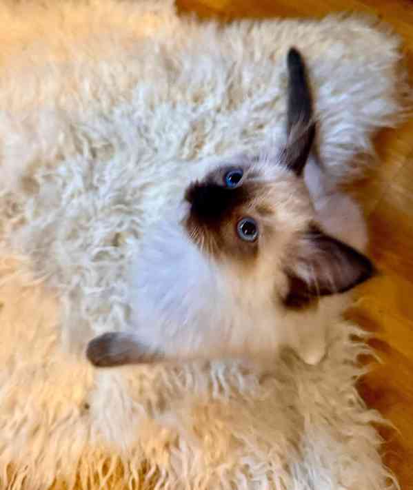 Ragdoll bez pp - foto 2