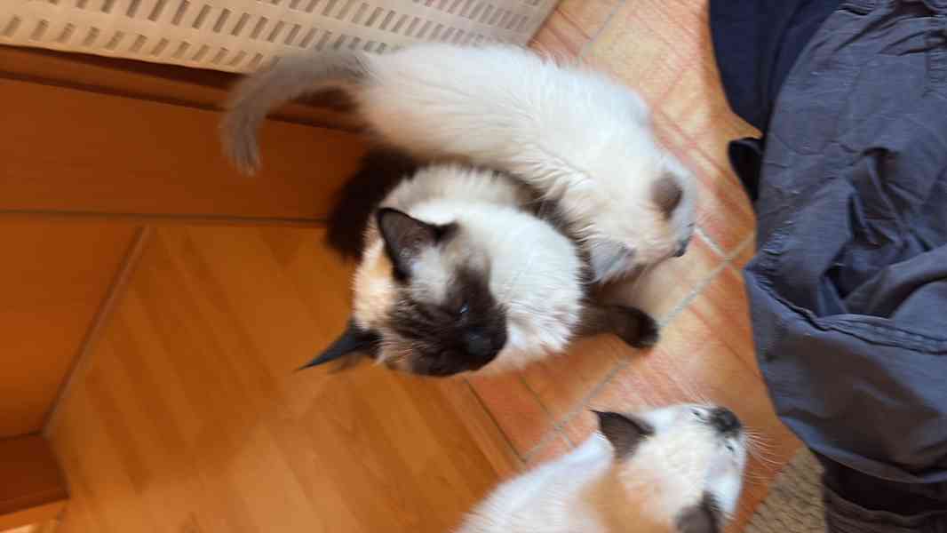 Ragdoll bez pp - foto 7
