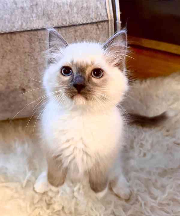 Ragdoll bez pp - foto 5