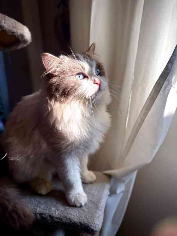 Ragdoll bez pp - foto 6