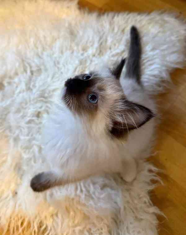 Ragdoll bez pp - foto 4