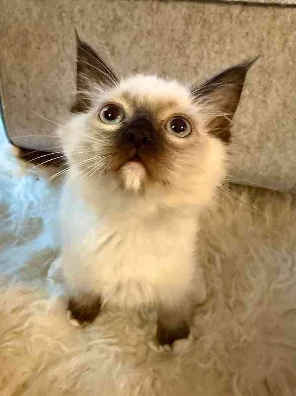 Ragdoll bez pp - foto 3