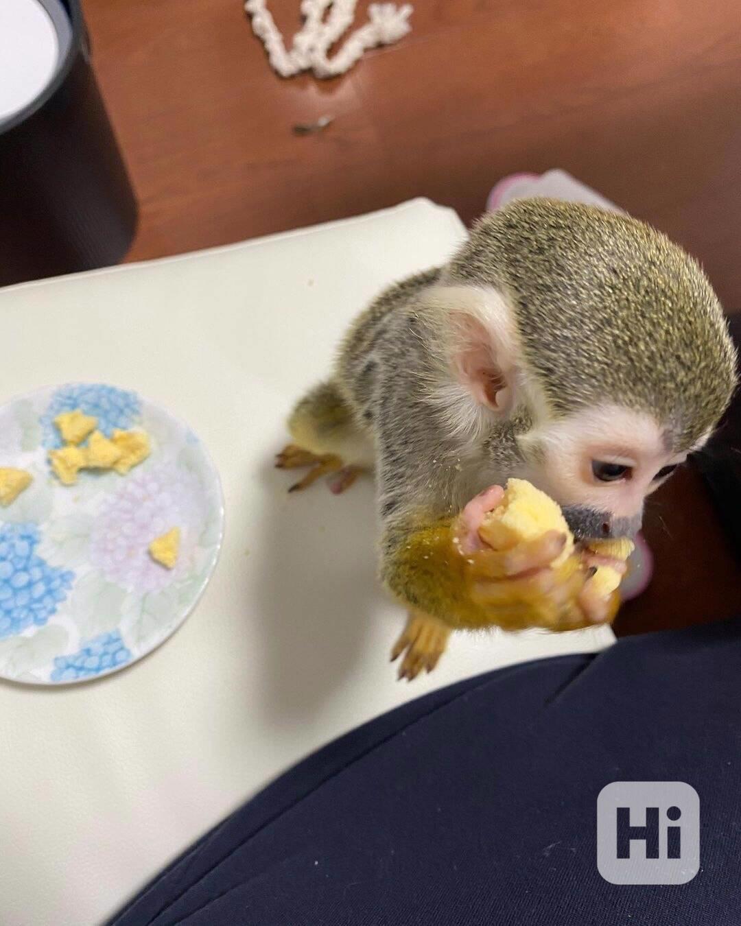 K dispozici samci a samice veverčích opic - foto 1