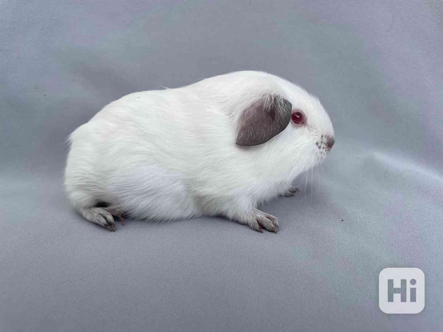 Mláďata morčat - foto 1