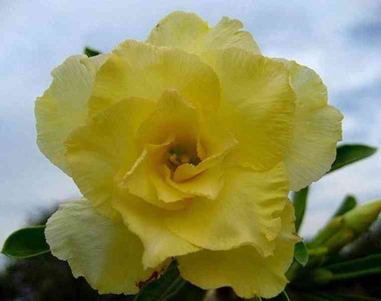 Adenium obesum 'happy' - semena - foto 1