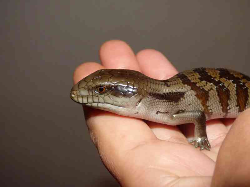 Tiliqua scincoides scincoides - Tylikva australská - foto 2