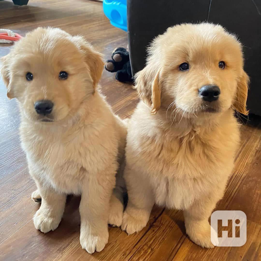 K dispozici zdravá štěňata zlatého retrívra - foto 1