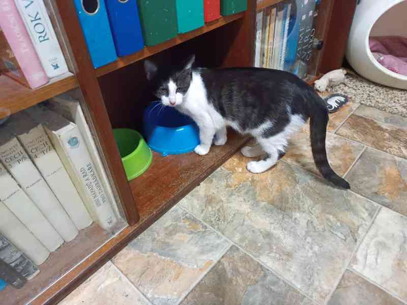Čtyři 4,5měsíční kocourkové Filip, Méďa, Sam, Cookies - foto 8
