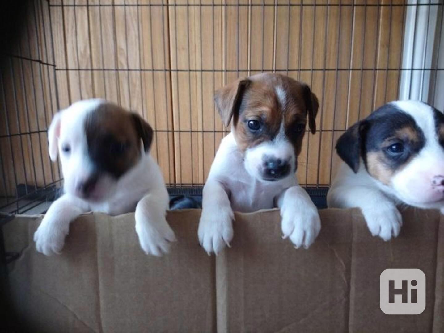 Jack russel terier s pp - foto 1