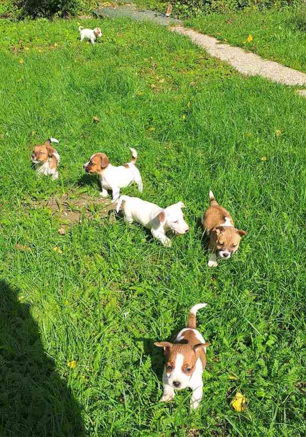 Jack russel terier s pp - foto 2