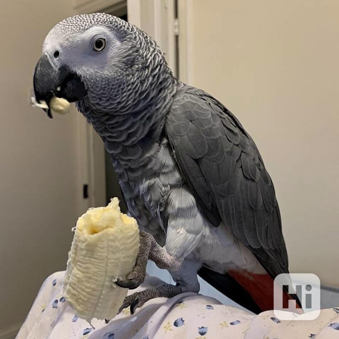 Papoušci šedí afroameričtí k dispozici - foto 1