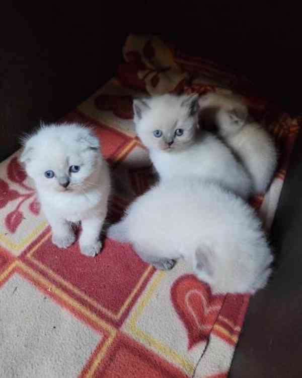 Zdarma dárek Kotátko Ragdoll k adopci zdarma    - foto 3