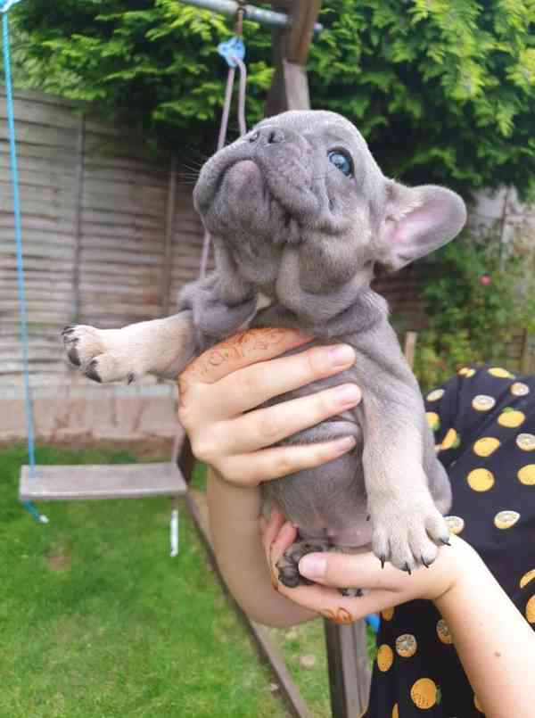 Dvě roztomilá štěňátka francouzského buldočka - foto 2