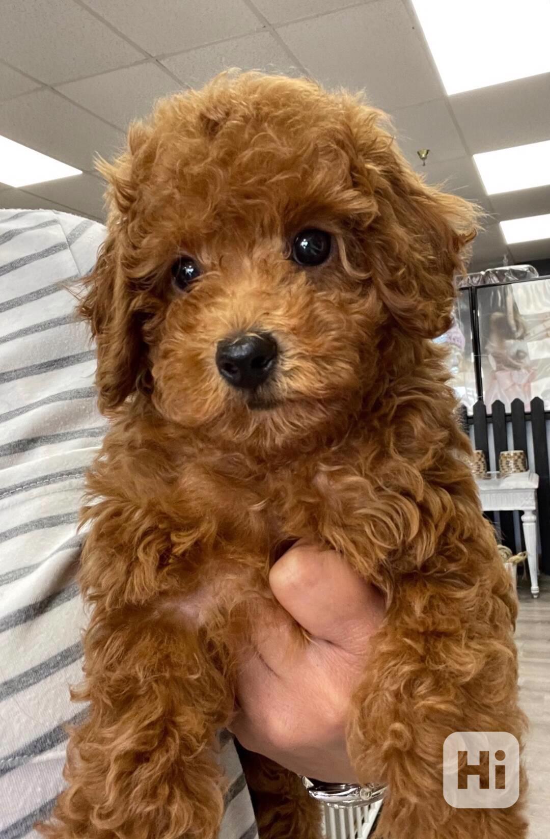 K dispozici je pejsek standardního pudla. - foto 1