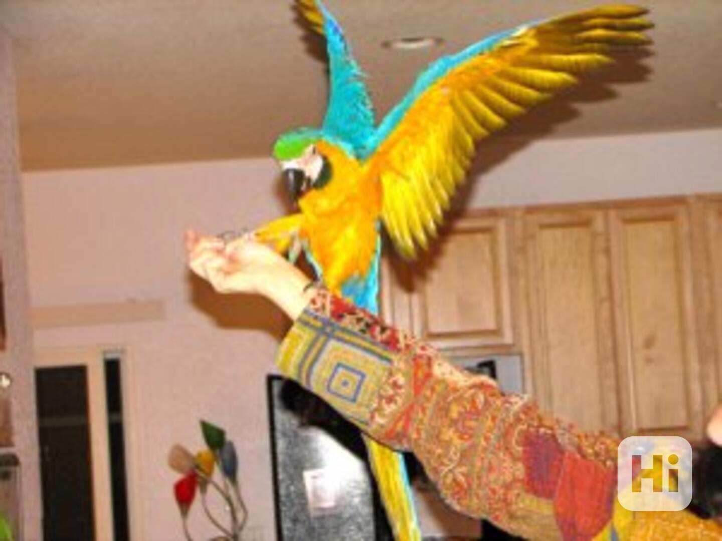 Modrozlatý ara s klecí - foto 1