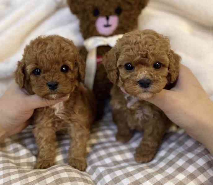 Krásná štěňata maltipoo - foto 2