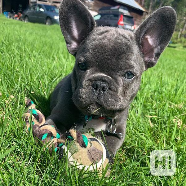 French Bulldog - foto 1