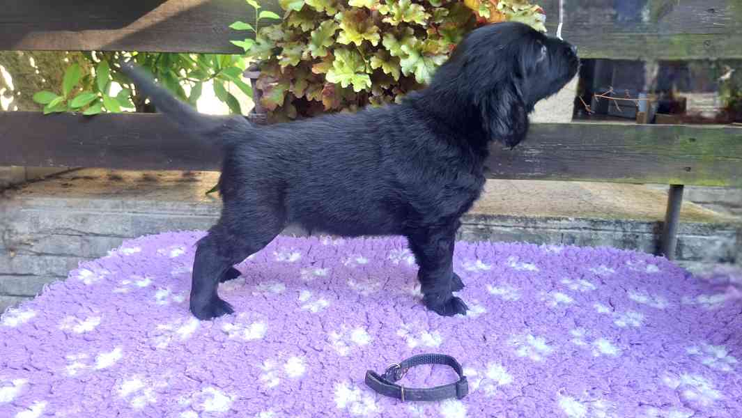 Štěňátka Flat Coated retriever s PP - foto 3
