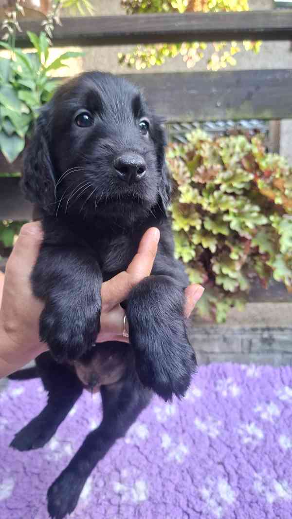 Štěňátka Flat Coated retriever s PP - foto 2