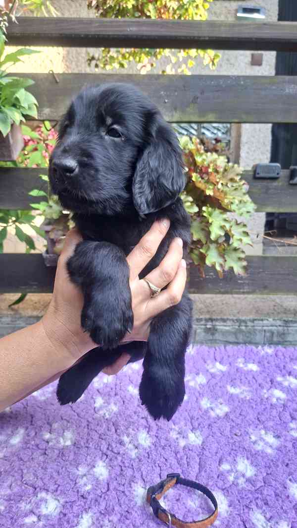 Štěňátka Flat Coated retriever s PP - foto 1