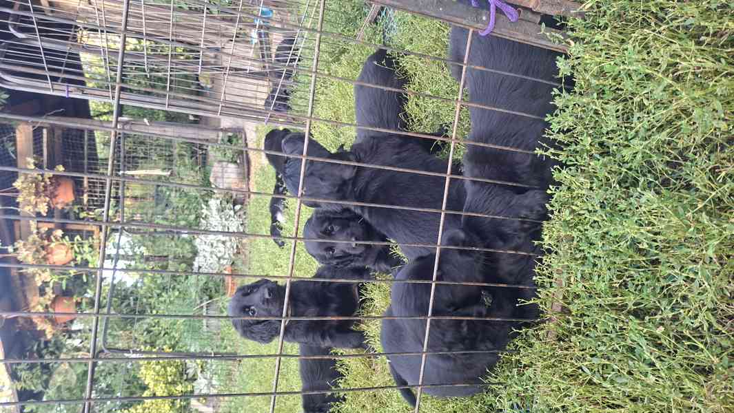 Štěňátka Flat Coated retriever s PP - foto 4