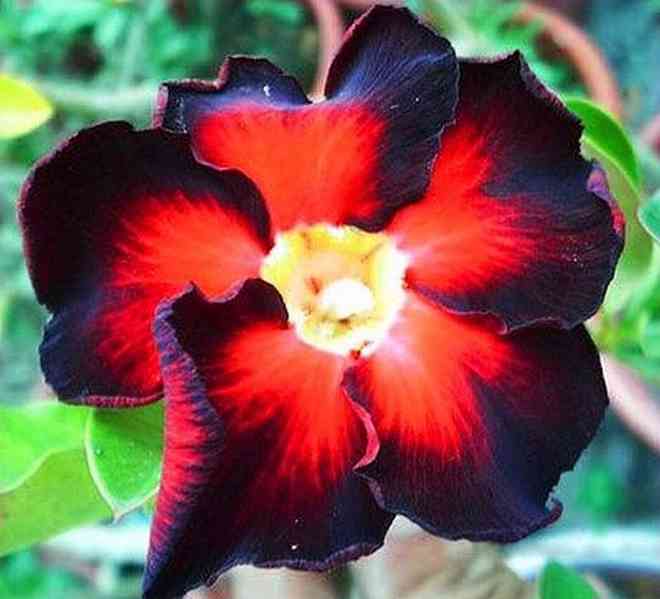 Adenium obesum 'black fire' - semena