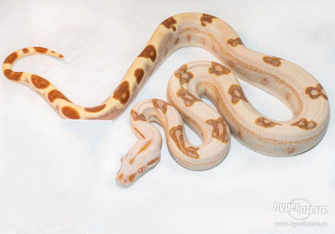 Hroznýš královský (Boa constrictor) - foto 1