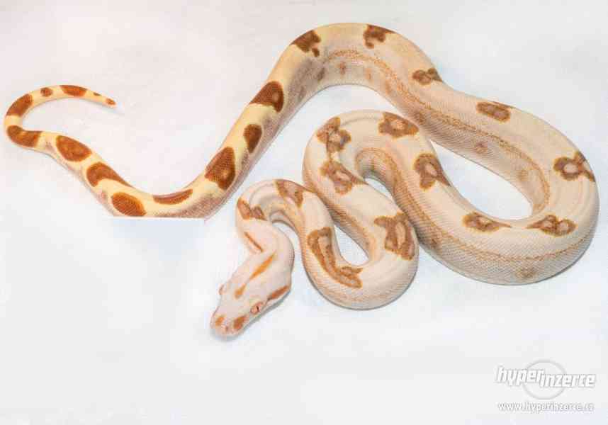 Hroznýš královský (Boa constrictor) - foto 1