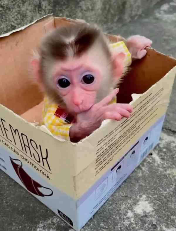 🐒 Krásná opičí mláďata na prodej