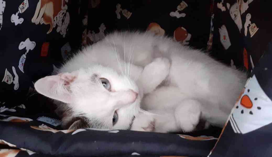 Mazlivá bílá kočička s mouratými znaky 1,5roční Miši, - foto 4