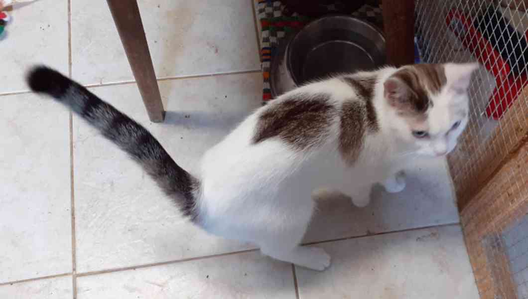 Mazlivá bílá kočička s mouratými znaky 1,5roční Miši, - foto 10